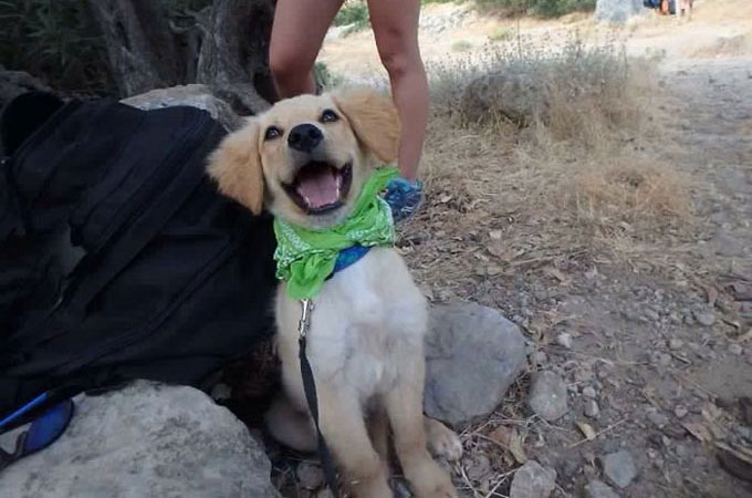 新しい飼い主さんに引き取られた犬たちが最初の日に見せた素敵な笑顔