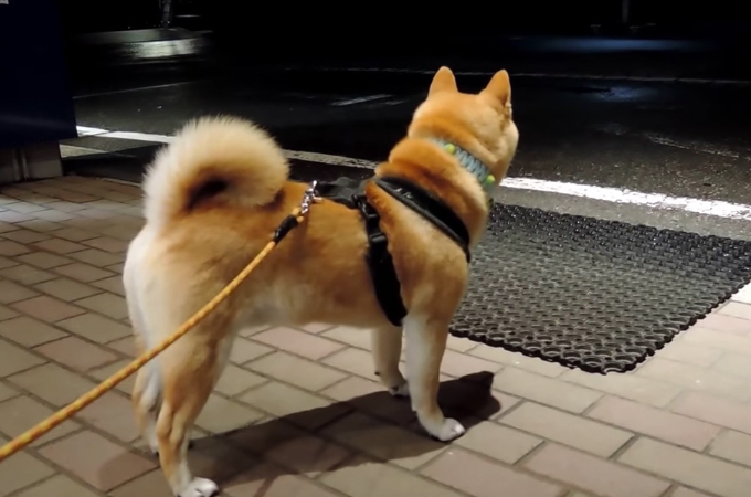 【動画】バス停で飼い主さんを待つ柴犬。飼い主さんとの再会で喜びを表現！