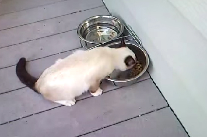 【動画】野良猫にご飯を取られた犬が必死の抵抗！