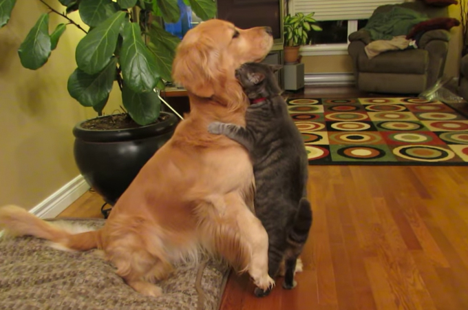 【動画】抱きついてくる猫の興奮を抑えるために、犬がとった行動が可愛すぎる！