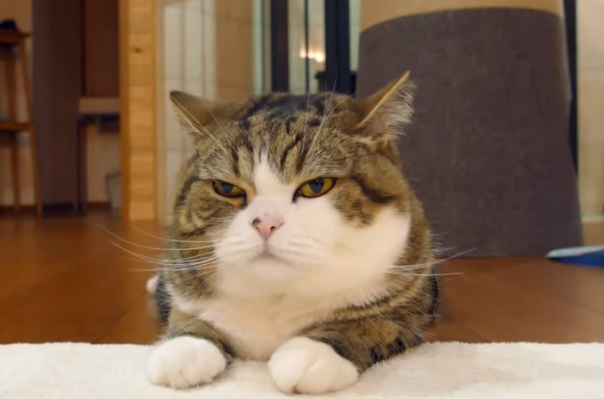 【動画】落ち着いた表情でリラックスをしている猫。そこにはある理由が