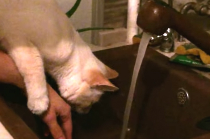 【動画】危ない！！水道水に触れる飼い主の手を必死に守ろうとする猫
