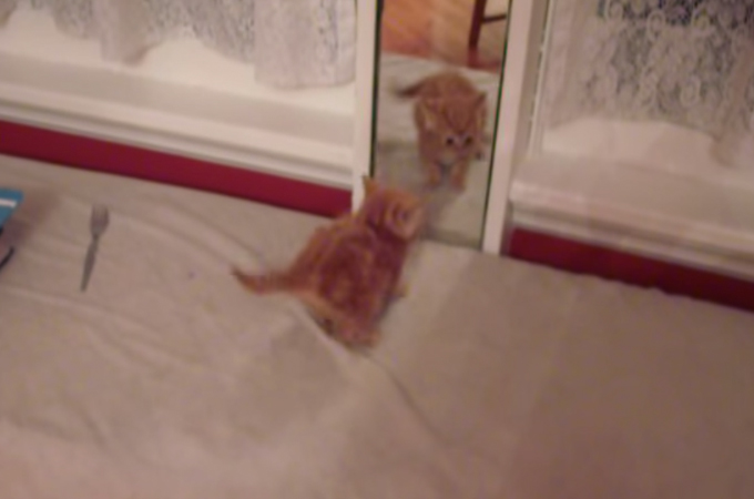【動画】鏡に映る自分を威嚇する子猫。その子猫を襲った衝撃的な結末とは