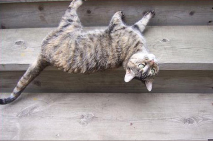 【画像・動画】なぜこうなった！？引力を無視する猫たちが凄すぎる！