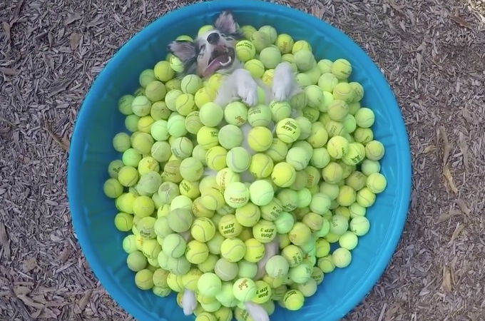 【動画】大好きなテニスボールに埋もれ満面の笑みを浮かべる犬