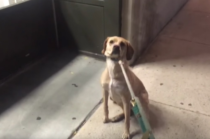 【動画】夜の散歩中に閉店後のペットショップの前で立ち止まる犬