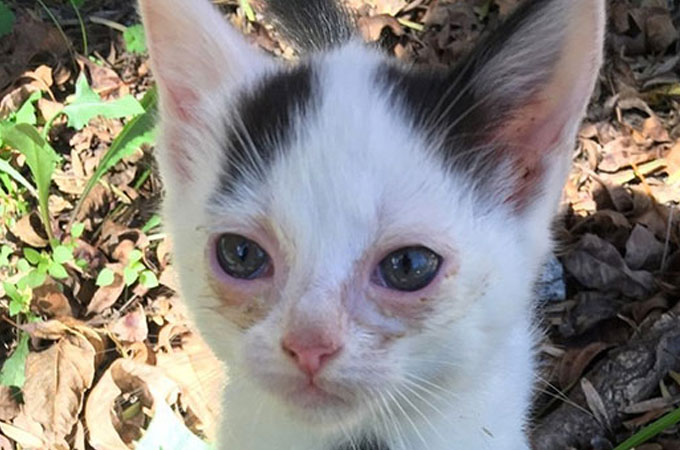 母猫とはぐれベランダの下から這い出てきた眼の病気を患う子猫を救出