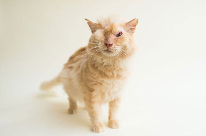 虐待で酸をかけられ視力を失った猫など。障害を持つ動物の命を預かること