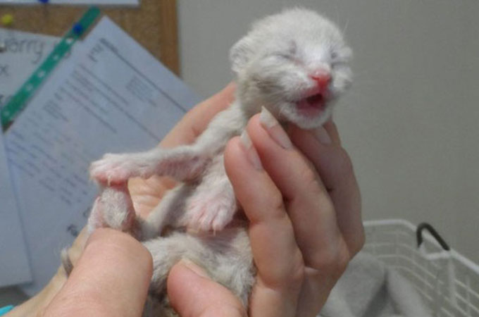 母乳を飲むことなく捨てられた子猫4匹　免疫力を取得せず3匹が命を落とす