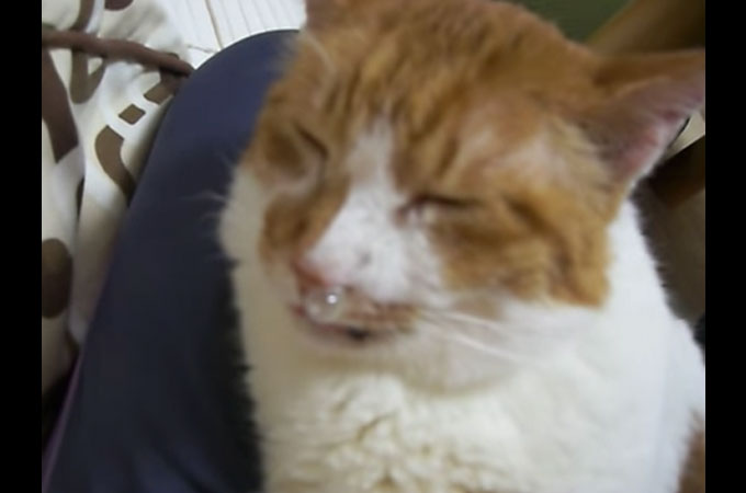 小さくて可愛い鼻ちょうちんをプカプカと膨らます猫の癒し動画