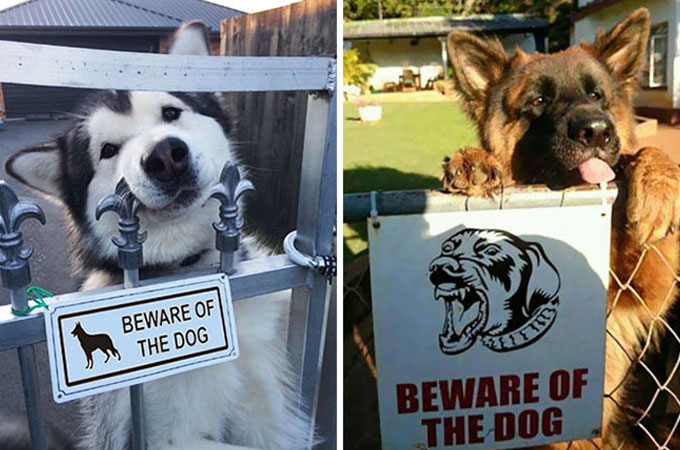 「猛犬注意！！」の看板に思わず目を疑う驚くほど可愛い猛犬たちの姿