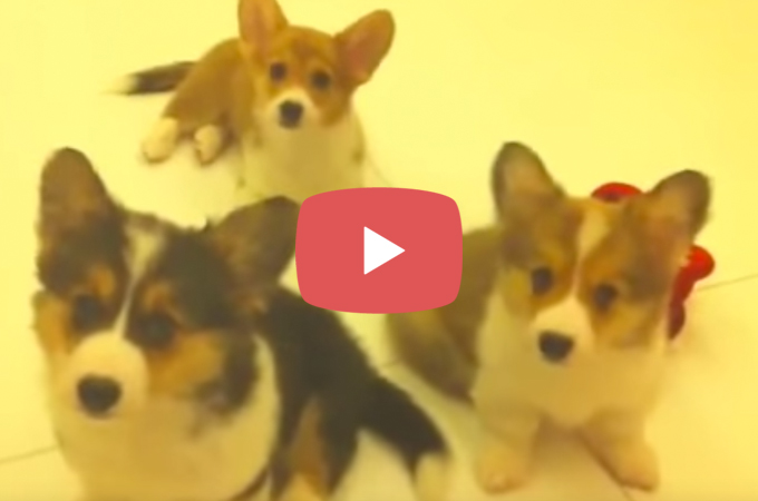 【動画】遠吠えを子犬に教える飼い主さん。3匹の行動が可愛すぎる！