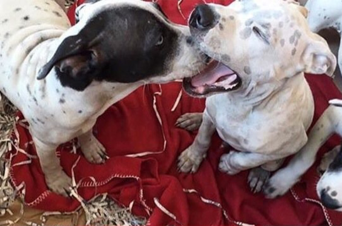 あくびをしている犬の口を覗き込む兄弟犬。そして次の瞬間に見せた表情とは