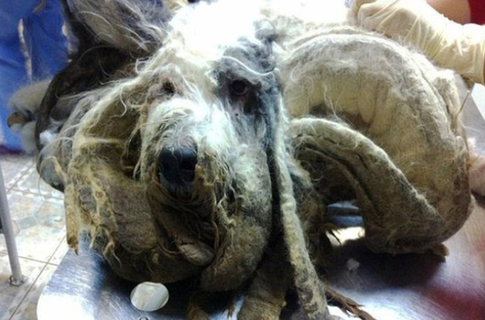 アパートに1年も放置され伸びきった毛で苦しんでいた犬がようやく救われる。