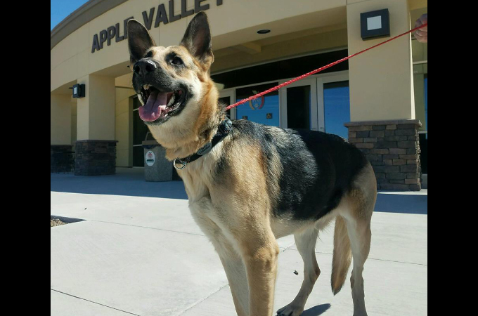 施設に保護された犬が「飼い主に会いたい」という一心で、施設から脱走する