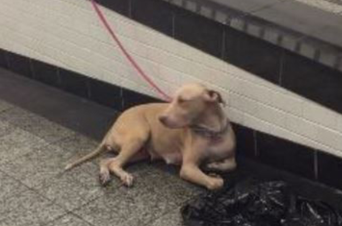 地下鉄で紐に繋がれた状態で捨てられた犬。その犬は、出産後の母犬だったことが保護されて判明する