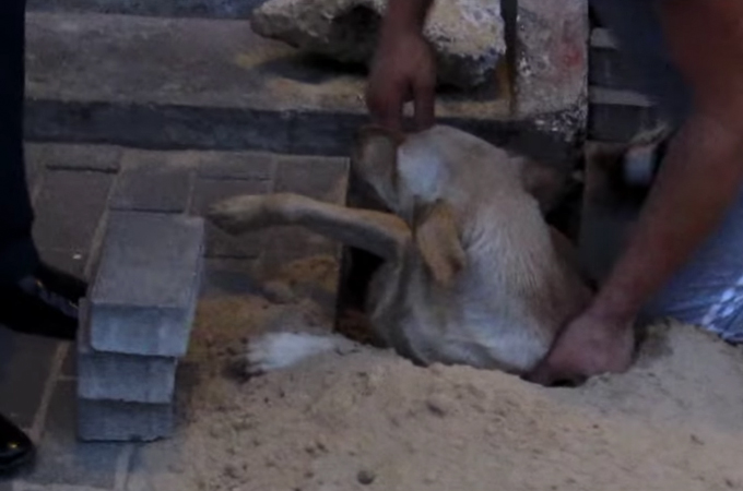 2日間もの間、舗装された道路に生き埋めにされた犬。住民が気づいたことによって救出される