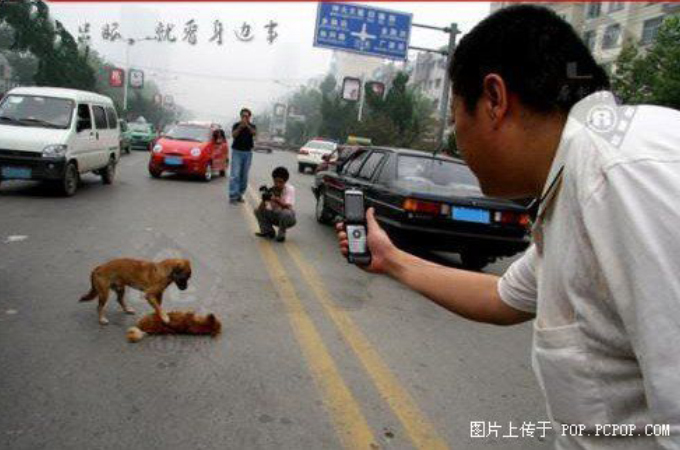 中国の道路で犬が交通事故に遭い心配そうに寄り添うもう1匹の犬。その姿に周りの人間はカメラを向け撮影する