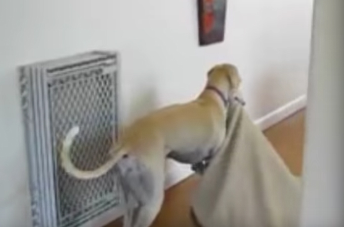 【動画】クッションを加えて移動する犬。その行動に思わずほっこり！