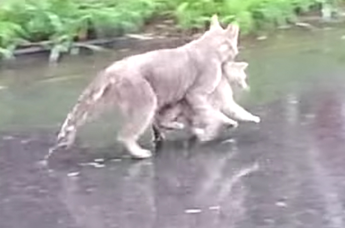 【動画】雨の日に子猫をくわえ足早に家へと帰る母猫の姿に心が和む