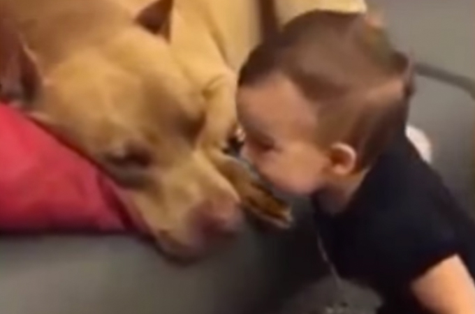 【動画】リラックスをする犬にキスをする赤ちゃん。その後、犬のとった行動とは！