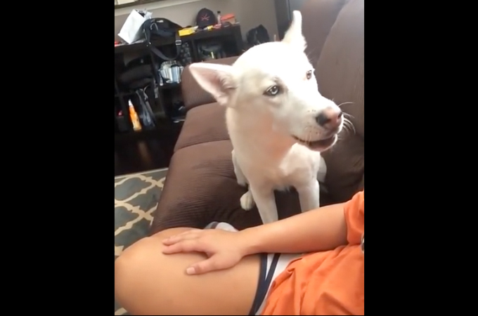 【動画】どうしても相手をしてほしいハスキー犬が様々な手法で飼い主さんにアピール！飼い主さんも思わず笑