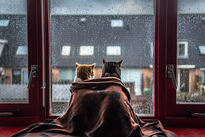 雨の日には窓辺に座り雨があがるのを待ち続ける哀愁ただよう猫たち