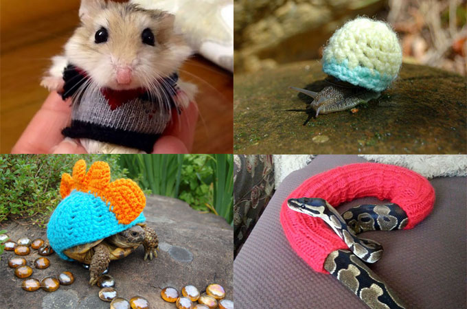愛情こもった素敵なセーターを着て満足げなかわいい動物たちの画像15選