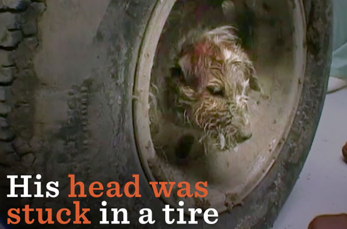タイヤに頭がハマったまま身動きの取れなくなってしまった1匹の犬