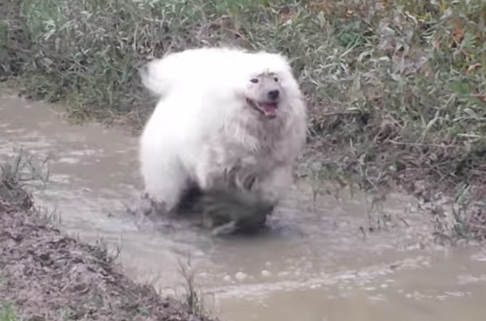 【動画】シャンプーの日だからと泥んこ遊びを許された真っ白のサモエド犬がはしゃぎまくる！