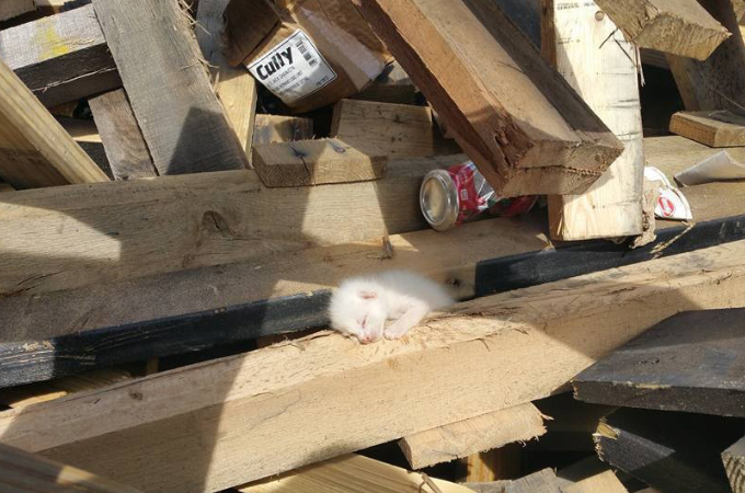 廃材置き場で猫の鳴き声に気づいた男性。それから7時間かけ廃材を動かし子猫たちを救う