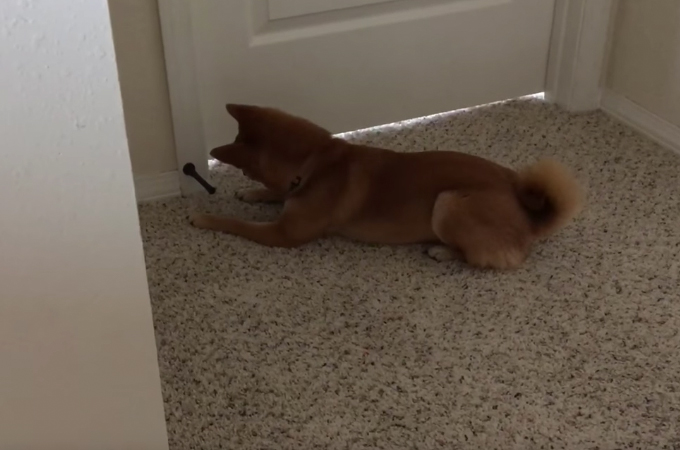 【動画】不思議そうにドアストッパーで遊ぶ柴犬が可愛すぎる！