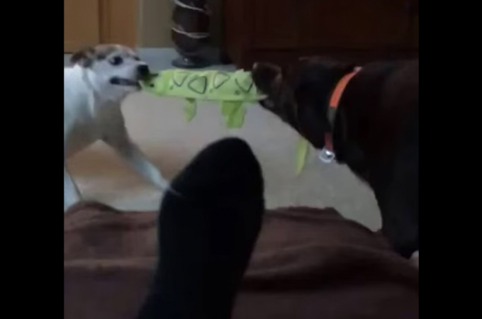 【動画】2匹の犬がおもちゃを取り合い！そのやり取りの仲裁に入った意外な存在