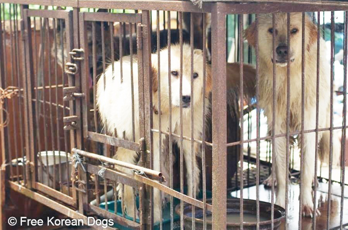 飼い主によって犬肉用のドッグファームに売られた2匹の犬が奇跡的に救出される