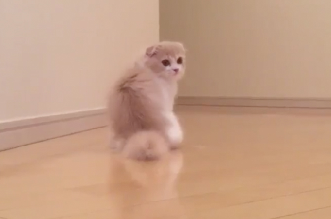 【動画】愛猫を撮影中に撮れてしまった衝撃的な映像。最後の結末に思わず笑