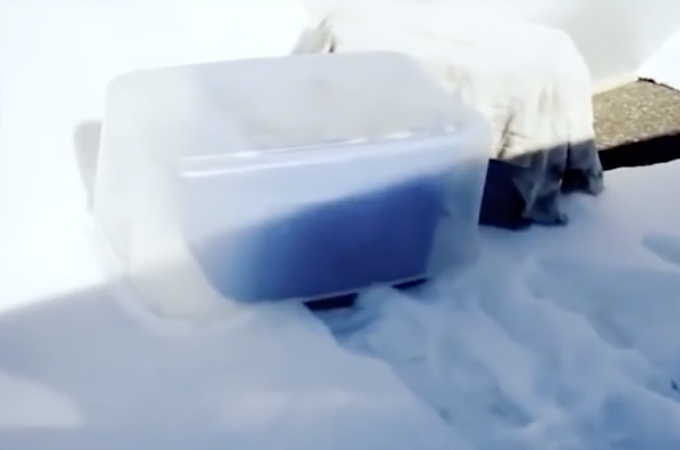 雪の降る中、プラスティック・ケースに入れられ捨てられた5匹の子犬たち。