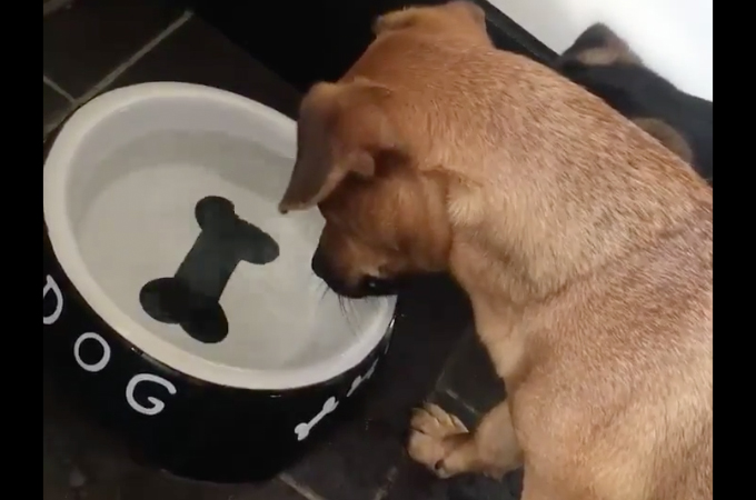 【動画】お皿の中にある骨を凝視する犬。その後の行動が可愛すぎる！！