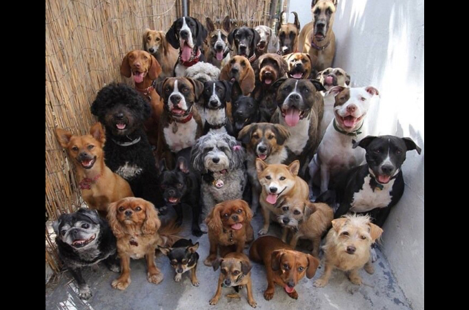 33匹の犬がみんなカメラ目線 どうやって撮るの の質問の回答とは Petfun 動物やペットに関する情報サイト