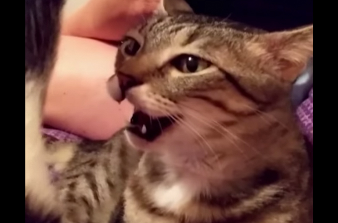【動画】スキンシップ中に至近距離でおならを嗅いでしまった猫の反応とは！！
