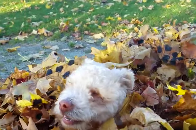 【動画】盲目の子犬がはじめて体験する落ち葉に大はしゃぎする様子に思わずほっこり！