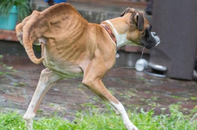 決して諦めない！後ろ脚がない二足歩行のボクサー犬「ダンカン・ルー・フー」