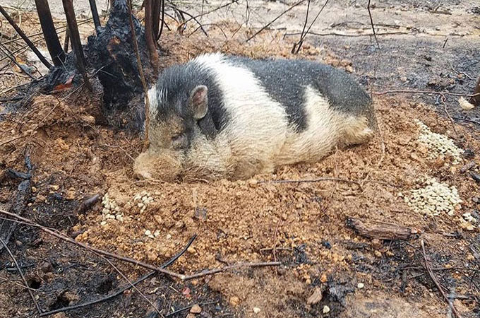 山火事の中置き去りにされたペットの豚が焼失した家で家族の帰りを待つ