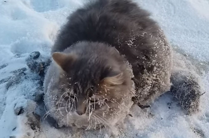 摂氏−35度の中、足が地面に凍りついてしまった野良猫が見つかる