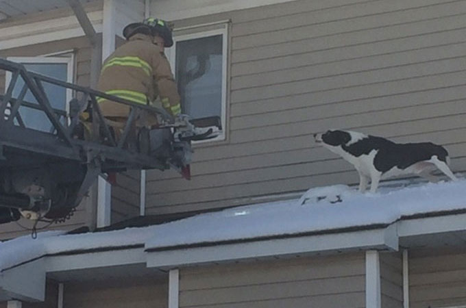一歩間違えれば大惨事！自ら屋根の上に昇って下りられなくなった犬