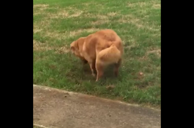 【動画】庭で穴掘りをしていた犬が飼い主さんに見つかり怒られると思ってとった行動とは