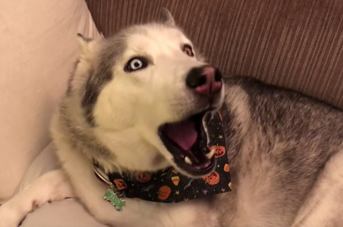 【動画】カーペットの上に粗相をしたハスキー犬。飼い主さんの問いに懸命に答える