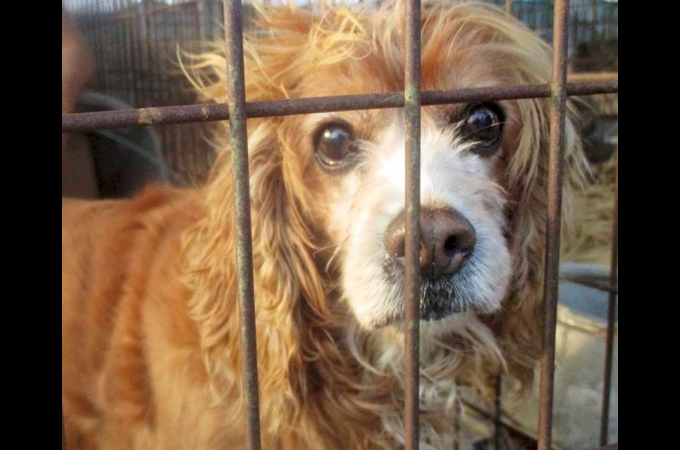 韓国で年間8万匹の食用犬が取引されていた市場が閉鎖。これにより犬食業界が大きく変化すると注目が集まる