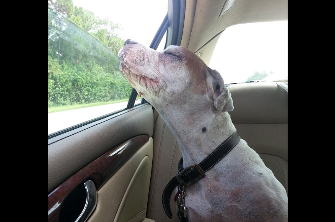 15年の老犬が最後のドライブ。その穏やかな表情に世界中が涙。