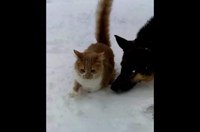 【動画】雪にテンションマックスの犬と猫。思わず猫にとった犬の行動とは!!