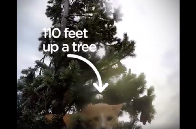 31mもの高い木から降りられなくなった猫を発見した男性。命がけの救出が始まる